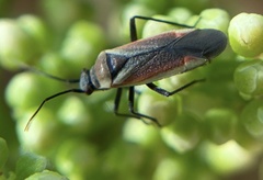 Lopidea marginata