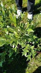 Salix alba micans