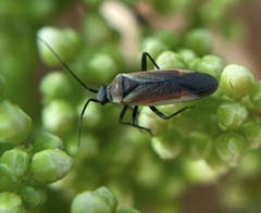 Lopidea marginata