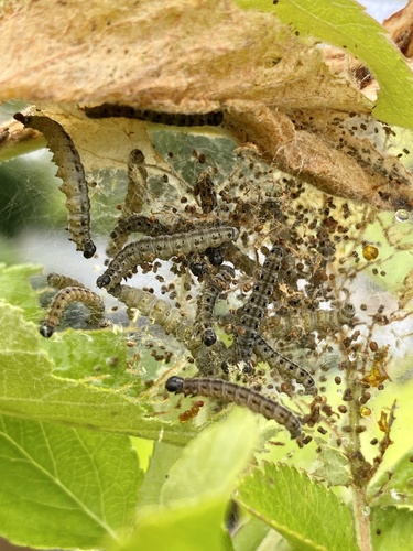 Obelinė kandis nuotrauka