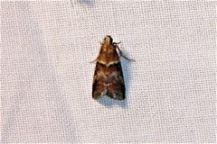 Acrobasis repandana