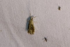 Catoptria verellus