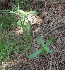 Lilium parryi