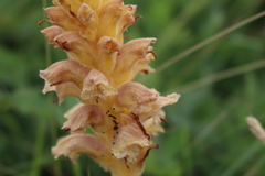 Orobanche alsatica