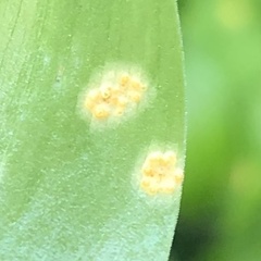 Puccinia myrsiphylli