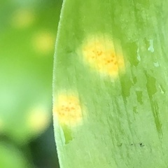 Puccinia myrsiphylli