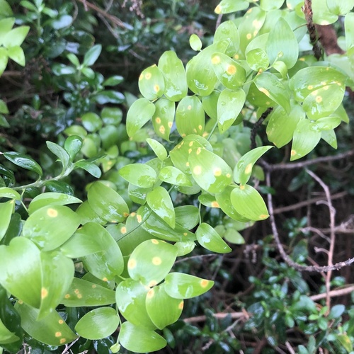 African asparagus fern (Asparagus asparagoides)