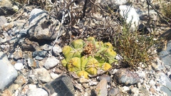 Thelocactus hexaedrophorus