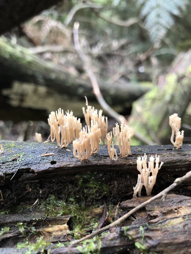 Artomyces colensoi image