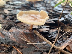 Agaricales