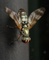 Chaetopsis fulvifrons