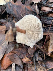 Agaricales