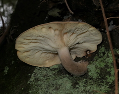Leucopaxillus eucalyptorum