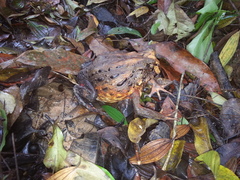 Macrogenioglottus alipioi