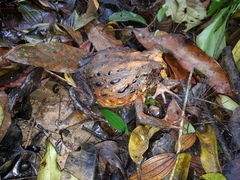 Macrogenioglottus alipioi