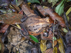 Macrogenioglottus alipioi