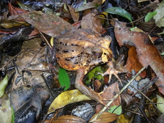 Macrogenioglottus alipioi