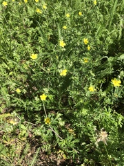 Potentilla argentea