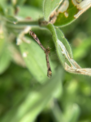 Stenoptilodes antirrhina