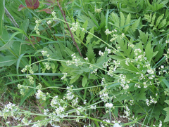 Galium humifusum