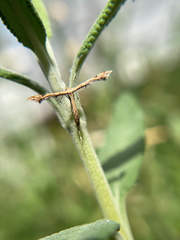 Stenoptilodes antirrhina