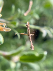 Stenoptilodes antirrhina