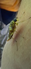 Xylomya maculata