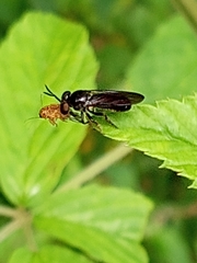 Cerotainia macrocera
