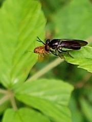 Cerotainia macrocera