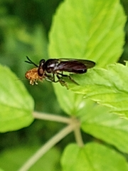 Cerotainia macrocera