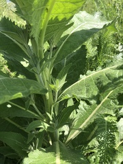 Verbascum lychnitis