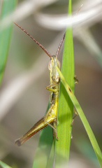 Mermiria intertexta