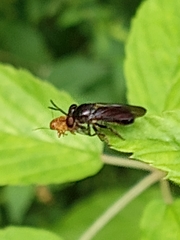 Cerotainia macrocera