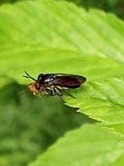 Cerotainia macrocera
