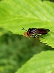 Cerotainia macrocera