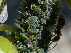 Aphis farinosa