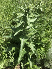 Verbascum lychnitis
