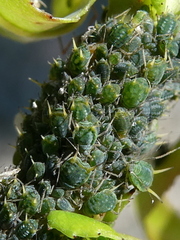 Aphis farinosa