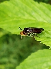 Cerotainia macrocera