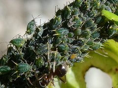 Aphis farinosa