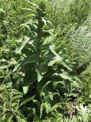 Verbascum lychnitis