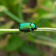 Cryptocephalus aureolus