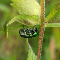 Cryptocephalus aureolus