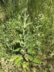Verbascum lychnitis