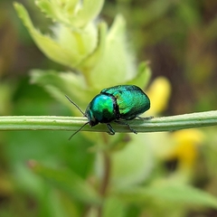 Cryptocephalus aureolus