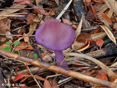 Cortinarius magellanicus