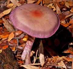 Cortinarius magellanicus