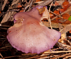 Cortinarius magellanicus