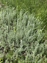 Artemisia austriaca
