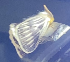 Striphnopteryginae